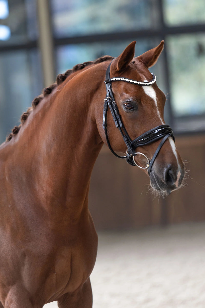 Create Your Snaffle Bridle