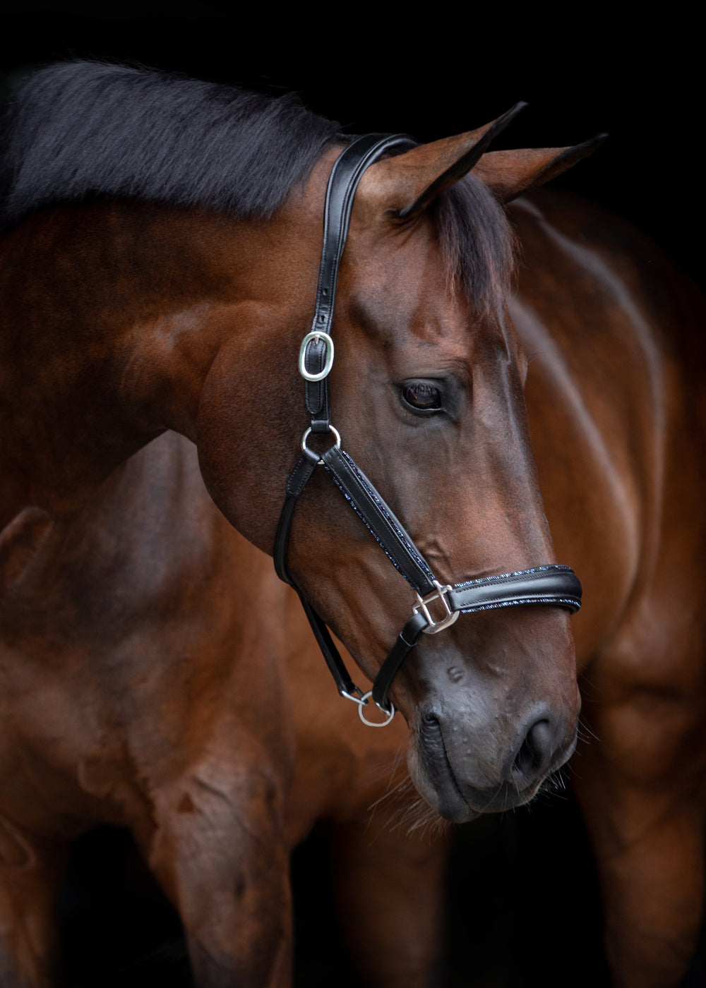 Create Your Halter